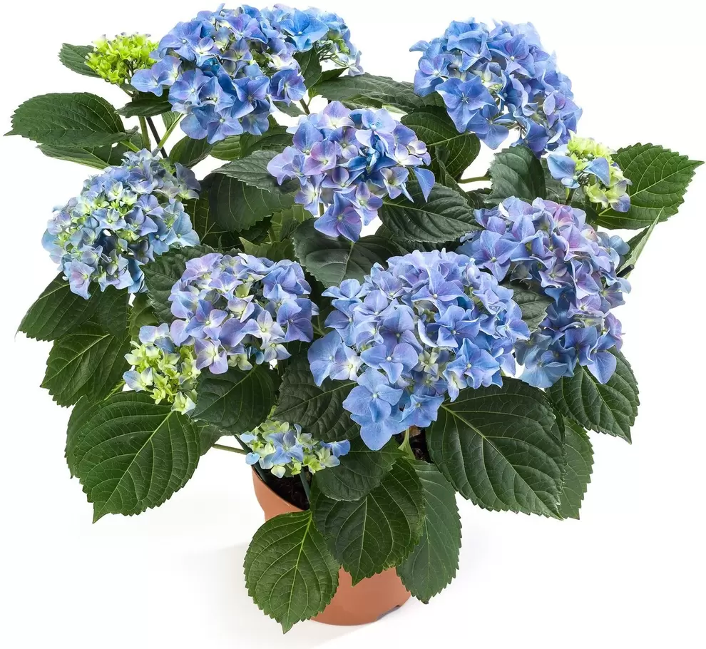 Hortensia (Hydrangea macrophylla 'Early Blue') D 14 H 40 cm offre à 12,99€ sur Intratuin