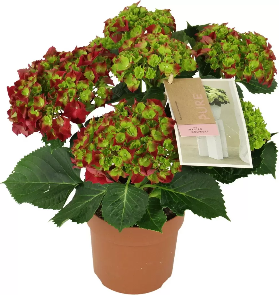 Hortensia (Hydrangea macrophylla 'Hot Red') D 14 H 40 cm offre à 12,99€ sur Intratuin